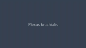 thumbnail of medium Plexus brachialis